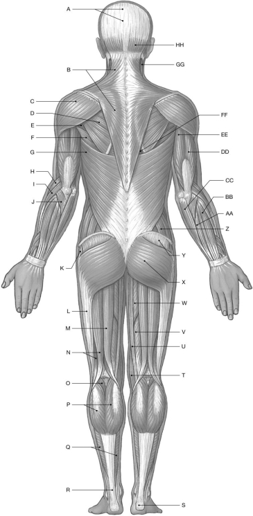 Figure 10.2 Using the figure above, identify the labeled muscles. -Label AA: ______________________________