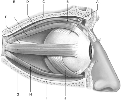 Figure 10.3 Using the figure above, identify the labeled part. -Label E: ______________________________