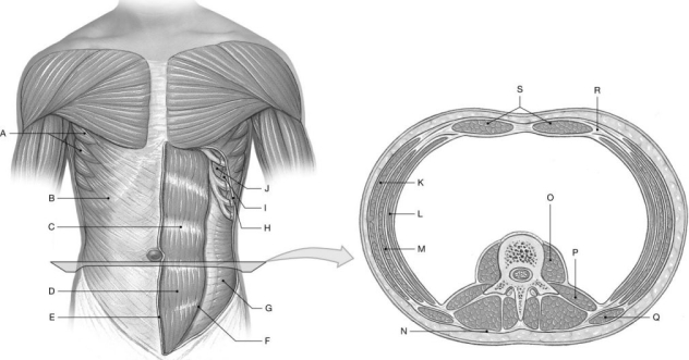Figure 10.4 Using the figure above, identify the labeled part. -Label K: ______________________________