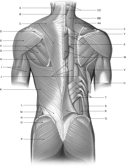 Figure 11.1 Using the figure above, identify the labeled part. -Label X: ______________________________