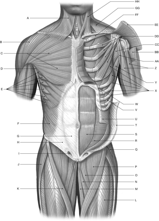 Figure 11.2 Using the figure above, identify the labeled part. -Label P: ______________________________