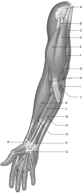 Figure 11.3 Using the figure above, identify the labeled part. -Label C: ______________________________