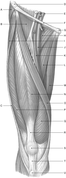 Figure 11.5 Using the figure above, identify the labeled part. -Label A: ______________________________