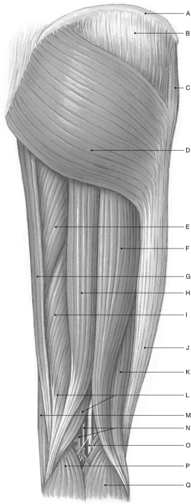 Figure 11.6 Using the figure above, identify the labeled part. -Label F: ______________________________