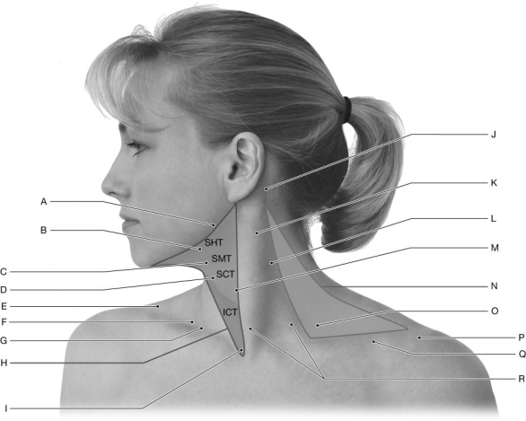 Figure 12.1 Using the figure above, identify the labeled part. -Label D: ______________________________