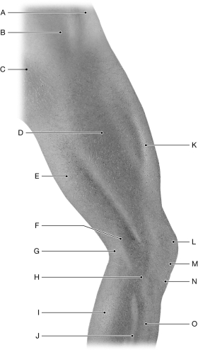 Figure 12.4 Using the figure above, identify the labeled part. -Label N: ______________________________
