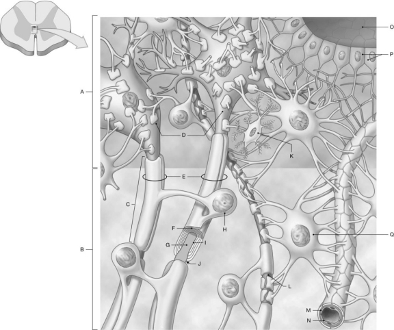 Figure 13.1 Using the figure above, identify the labeled part. -Label I: ______________________________