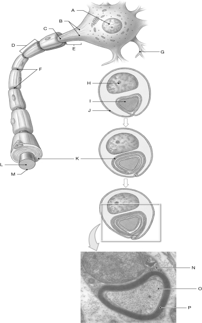 Figure 13.2 Using the figure above, identify the labeled part. -Label H: ______________________________