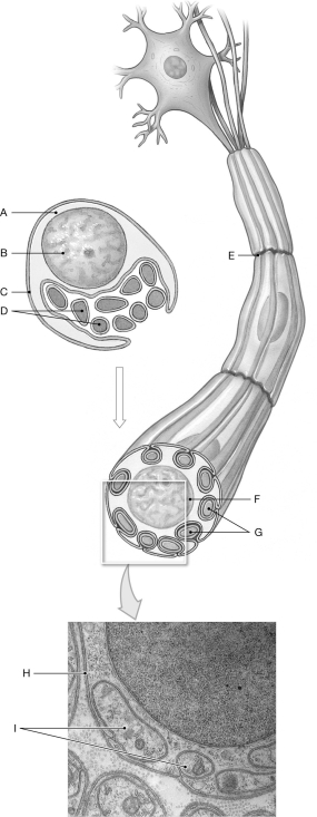 Figure 13.3 Using the figure above, identify the labeled part. -Label G: ______________________________