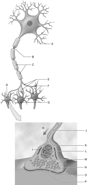 Figure 13.4 Using the figure above, identify the labeled part. -Label I: ______________________________