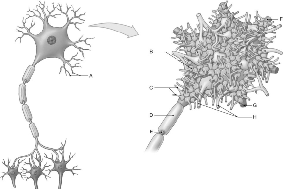 Figure 13.5 Using the figure above, identify the labeled part. -Label B: ______________________________