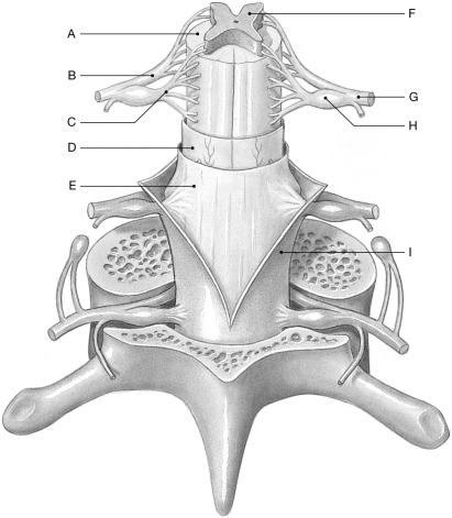 Figure 14.1     Using the figure above, identify the labeled part. -Label G: ______________________________