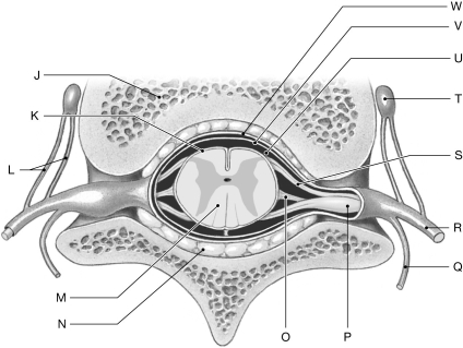 Figure 14.2 Using the figure above, identify the labeled part. -Label Q: ______________________________