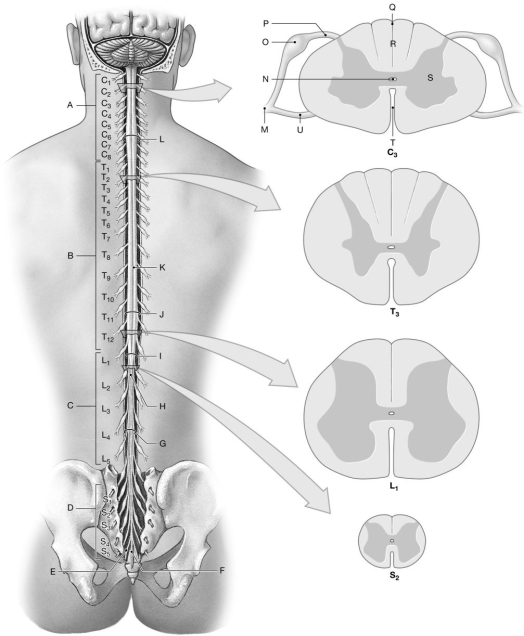 Figure 14.3     Using the figure above, identify the labeled part. -Label J: ______________________________