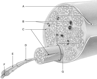 Figure 14.4     Using the figure above, identify the labeled part. -Label C: ______________________________