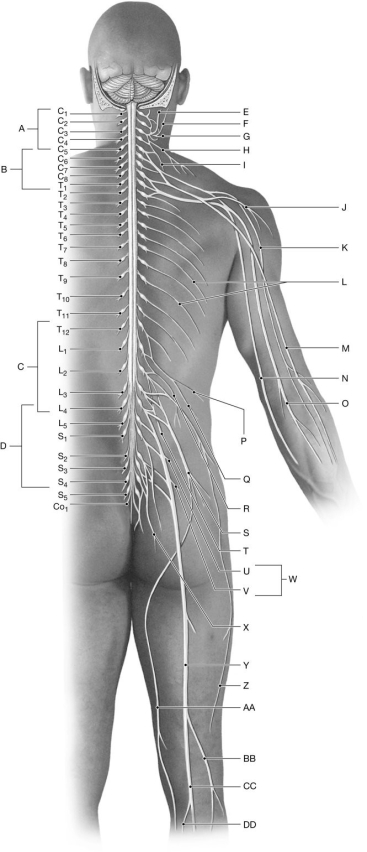 Figure 14.5     Using the figure above, identify the labeled part. -Label J: ______________________________
