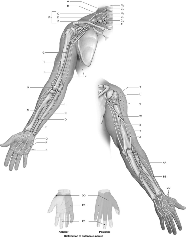 Figure 14.7     Using the figure above, identify the labeled part. -Label R: ______________________________