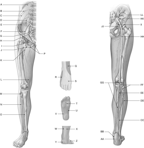 Figure 14.9     Using the figure above, identify the labeled part. -Label C: ______________________________