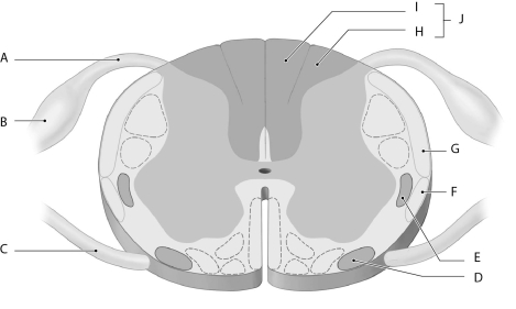Figure 15.1 Using the figure above, identify the labeled part. -Label J: ______________________________