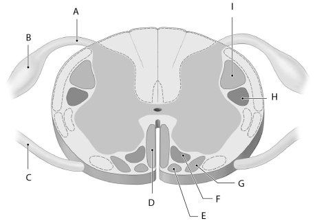 Figure 15.2 Using the figure above, identify the labeled part. -Label H: ______________________________
