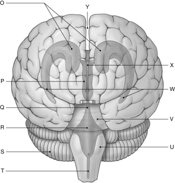 Figure 16.2     Using the figure above, identify the labeled part. -Label T: ______________________________