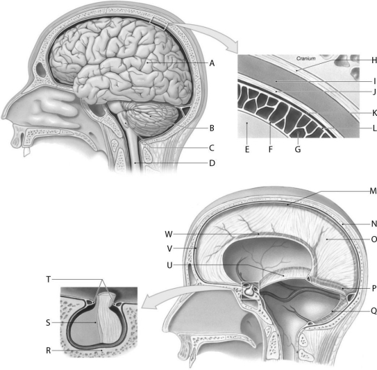 Figure 16.3     Using the figure above, identify the labeled part. -Label F: ______________________________