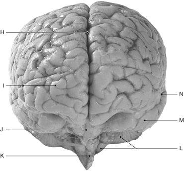 Figure 16.5 Using the figure above, identify the labeled part. -Label N: ______________________________