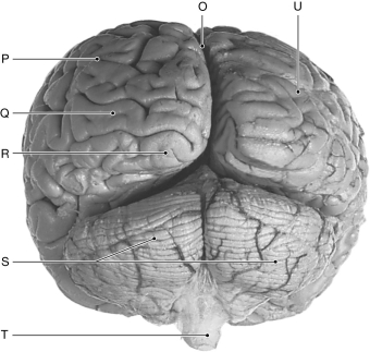 Figure 16.6     Using the figure above, identify the labeled part. -Label P: ______________________________