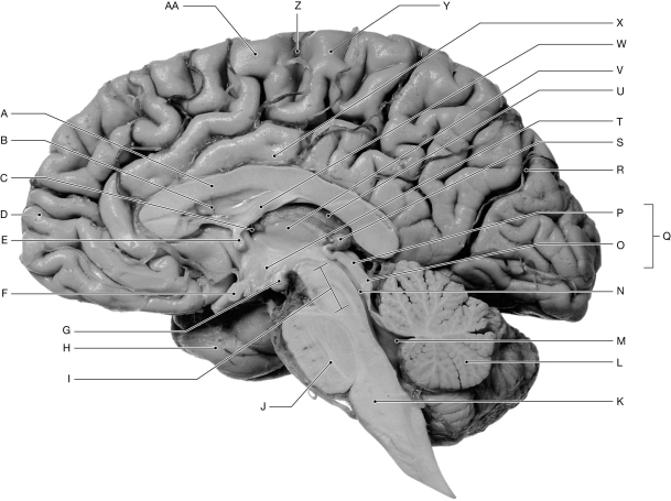 Figure 16.7     Using the figure above, identify the labeled part. -Label P: ______________________________