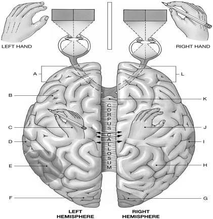 Figure 16.9     Using the figure above, identify the labeled part. -Label L: ______________________________
