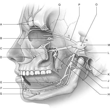 Figure 16.12 Using the figure above, identify the labeled part. -Label K: ______________________________