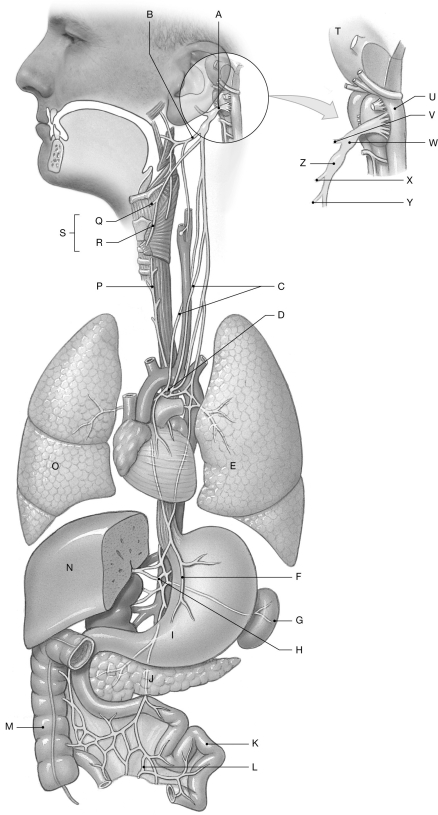 Figure 16.13     Using the figure above, identify the labeled part. -Label X: ______________________________