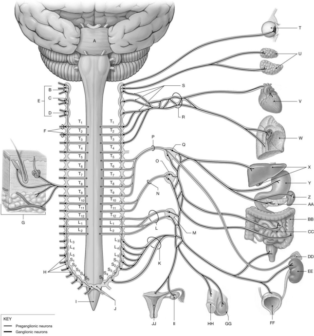 Figure 17.1     Using the figure above, identify the labeled part. -Label II: ______________________________