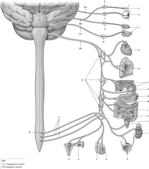 Figure 17.2     Using the figure above, identify the labeled part. -Label S: ______________________________