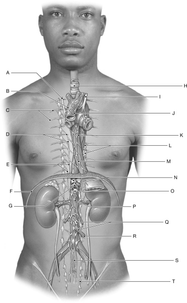 Figure 17.3     Using the figure above, identify the labeled part. -Label B: ______________________________
