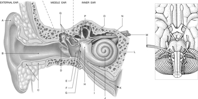 Figure 18.1 Using the figure above, identify the labeled part. -Label D: ______________________________