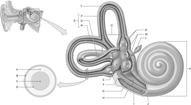 Figure 18.2 Using the figure above, identify the labeled part. -Label F: ______________________________