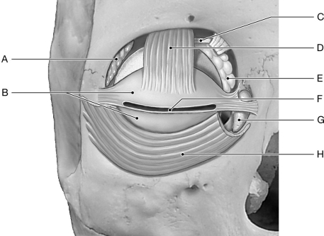 Figure 18.3 Using the figure above, identify the labeled part. -Label C: ______________________________