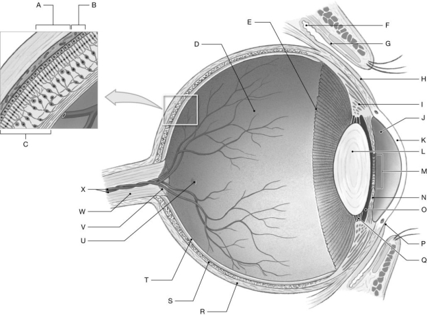 Figure 18.4 Using the figure above, identify the labeled part. -Label P: ______________________________