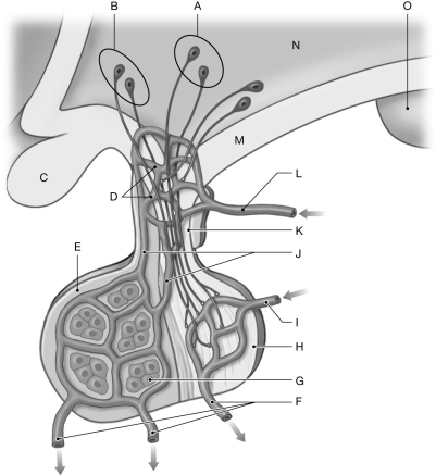 Figure 19.2 Using the figure above, identify the labeled part. -Label N: ______________________________