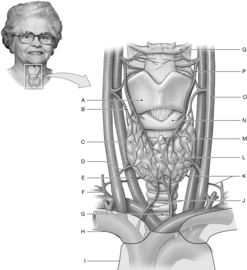 Figure 19.3 Using the figure above, identify the labeled part. -Label H: ______________________________