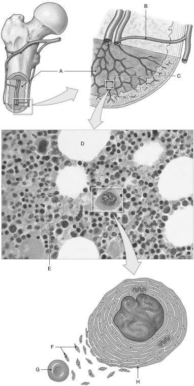 Figure 20.2 Using the figure above, identify the labeled part. -Label A: ______________________________