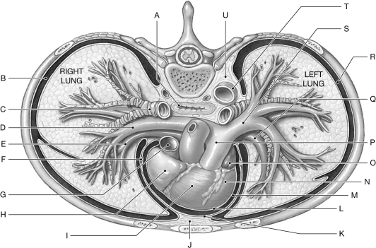 Figure 21.1 Using the figure above, identify the labeled part. -Label G: ______________________________
