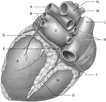 Figure 21.3 Using the figure above, identify the labeled part. -Label B: ______________________________