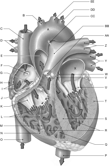 Figure 21.4 Using the figure above, identify the labeled part. -Label EE: ______________________________