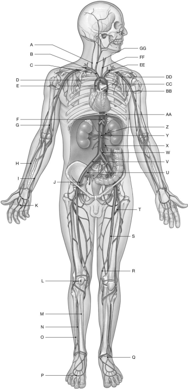 Figure 22.1 Using the figure above, identify the labeled part. -Label O: ______________________________