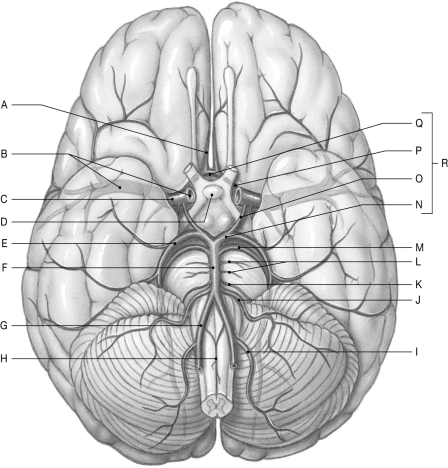 Figure 22.2 Using the figure above, identify the labeled part. -Label D: ______________________________