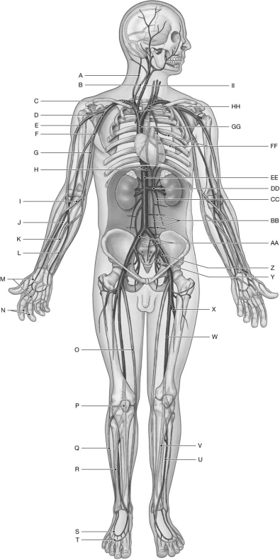 Figure 22.3 Using the figure above, identify the labeled part. -Label A: ______________________________