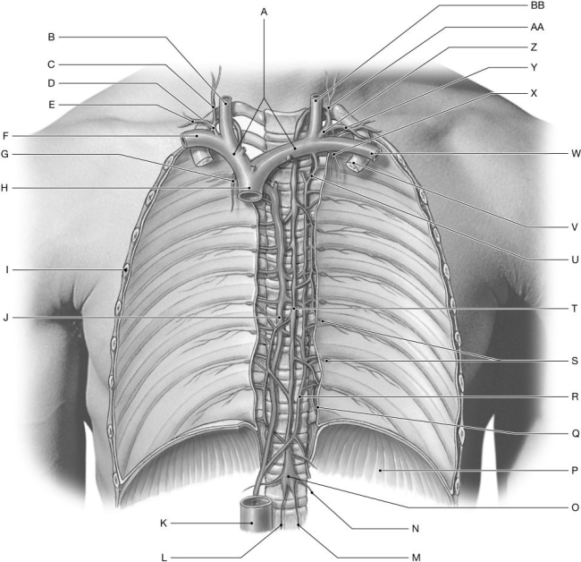 Figure 23.2 Using the figure above, identify the labeled part. -Label B: ______________________________