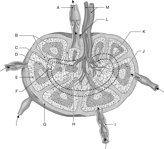Figure 23.3 Using the figure above, identify the labeled part. -Label H: ______________________________